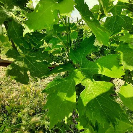 Agriturismo Andreis Alloggi 일라시 외부 사진