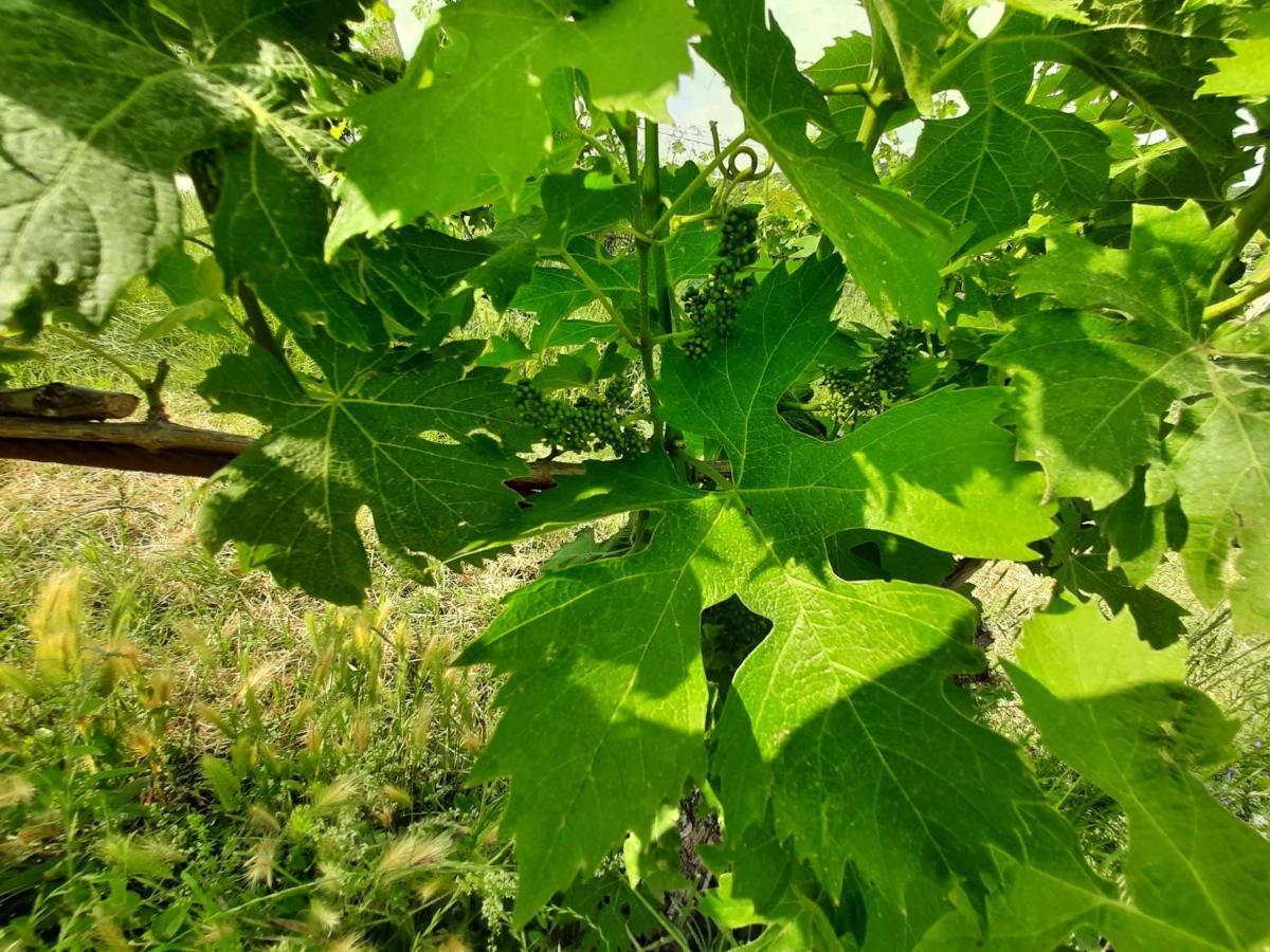 Agriturismo Andreis Alloggi 일라시 외부 사진